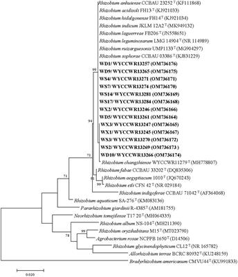 Genotypic composition and performance of pea-nodulating rhizobia from soils outside the native plant-host range